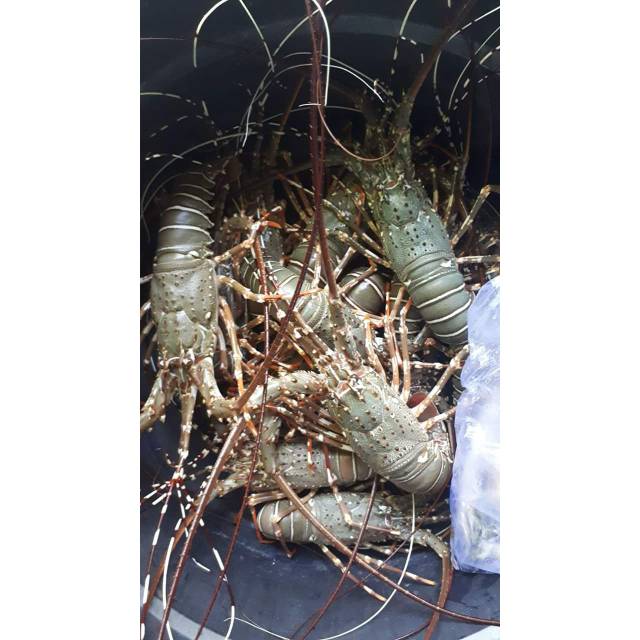 Lobster hidup 1Kg
