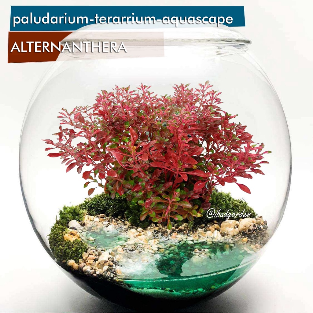 Tanaman hias Alternanthera ficoidea red | Jenis tanaman hias yang bisa hidup pada media tanam air ya