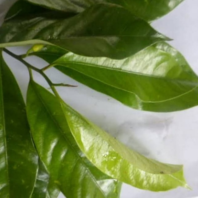 

New Daun pala segar kg