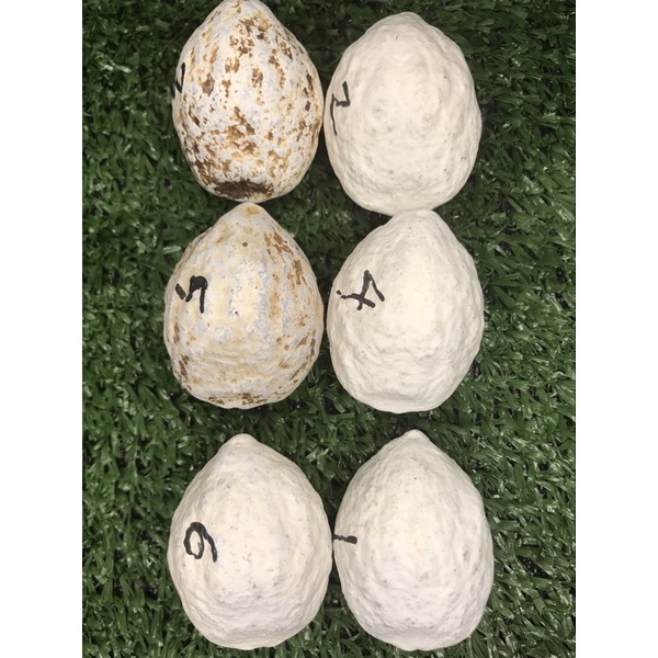 Muncang adu jenis jayanti redy atau  ORI 100%