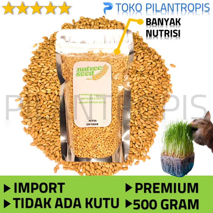 BENIH WHEATGRASS 500GR BIBIT RUMPUT GANDUM BIJI CAT GRASS MICROGREEN SEED BIJI WHEAT GRASS MURAH