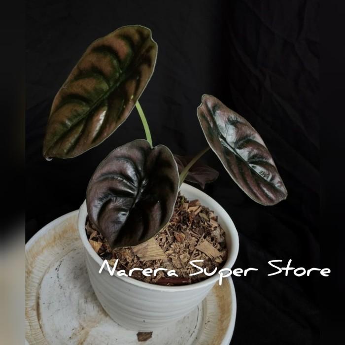 Benih | Tanaman Hias Alocasia Cuprea Keladi Tengkorak Pohon Bukan Bonggol