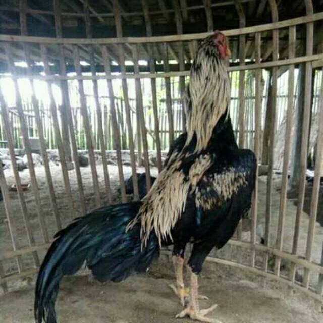 

ayam bangkok jantang berkualitas