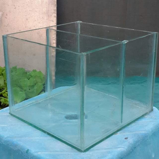 akuarium aquarium kaca foto hias sekat ikan cupang medok aduan kontes aquascape murah