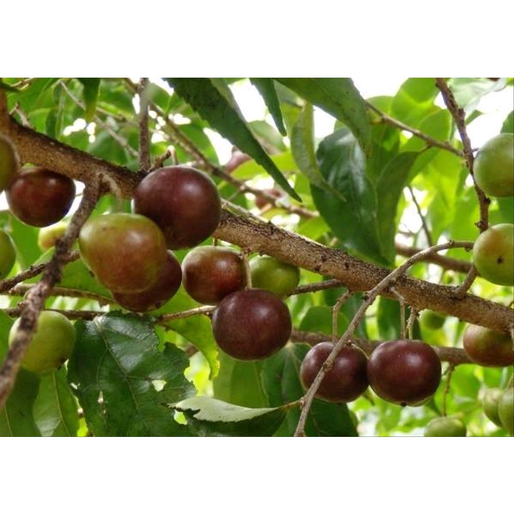 Bibit Rukem/ Tanaman Rukem Kaya Manfaat