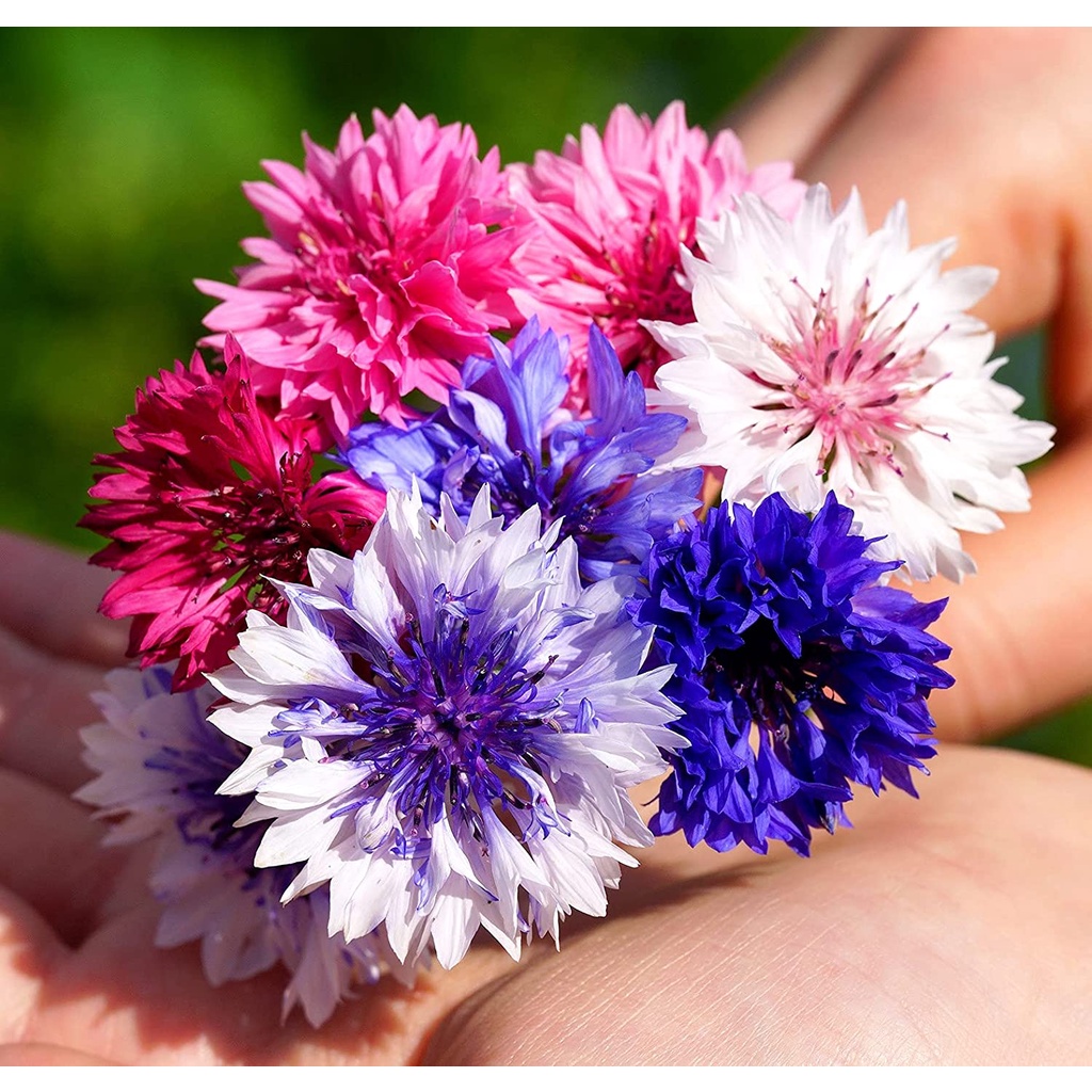 Benih Bibit Biji - Bunga Cornflower Polka Dot Mix (Centaurea cyanus) Flower Seeds - IMPORT