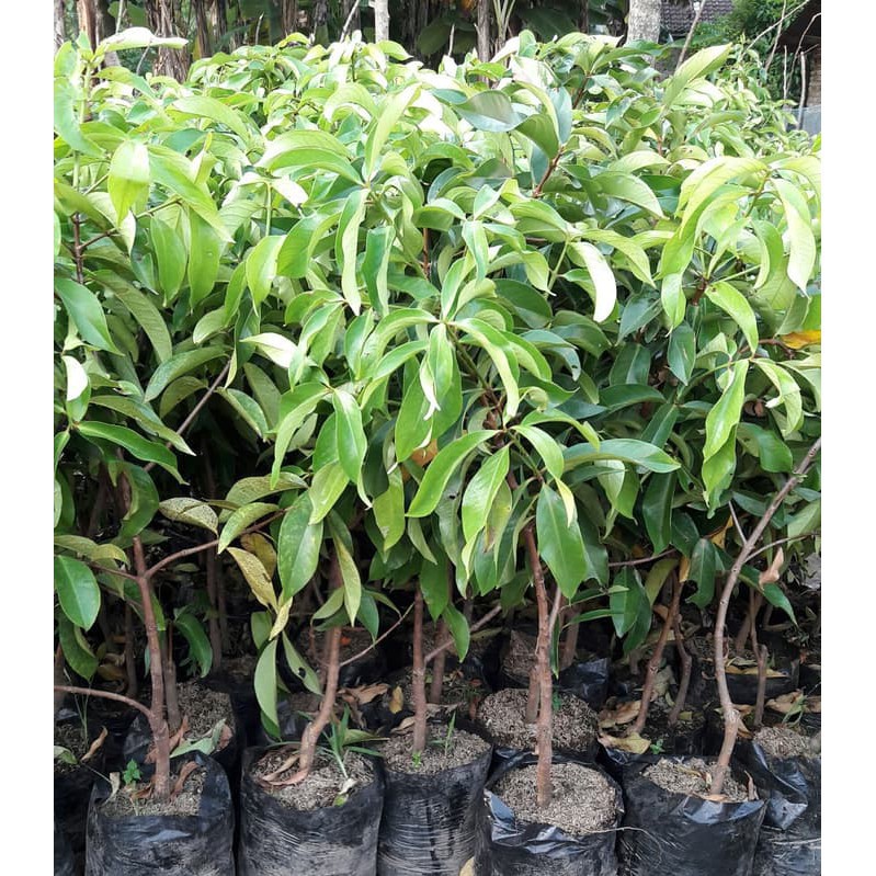 BIBIT JAMBU AIR TSG/TAIWAN SUPER GREEN OKULASI SIAP TANAM DI POT