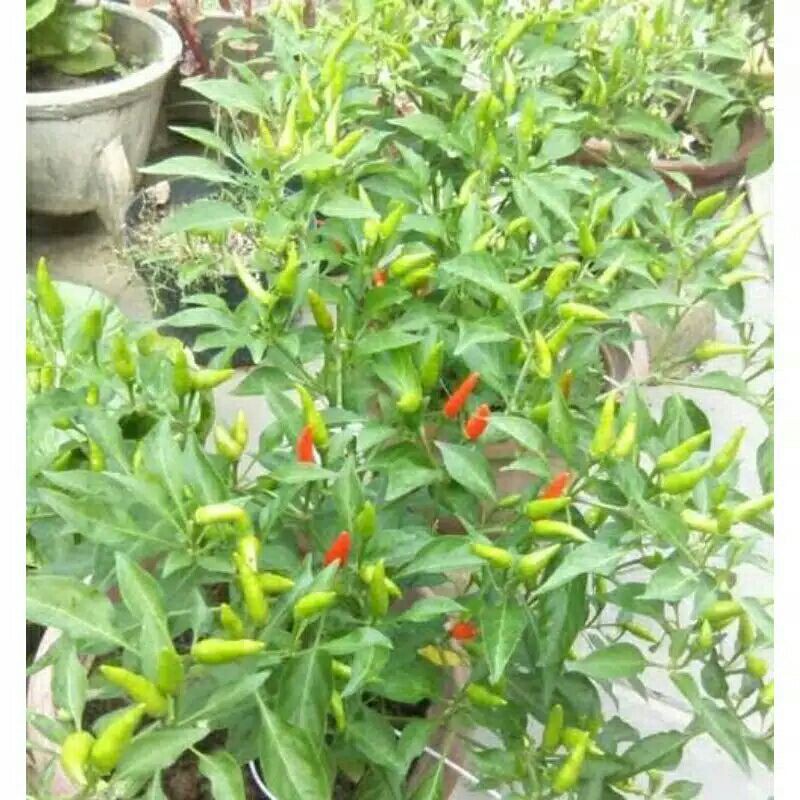 tanaman hias cabai rawit-bibit/poon cabai rawit-cabai rawit