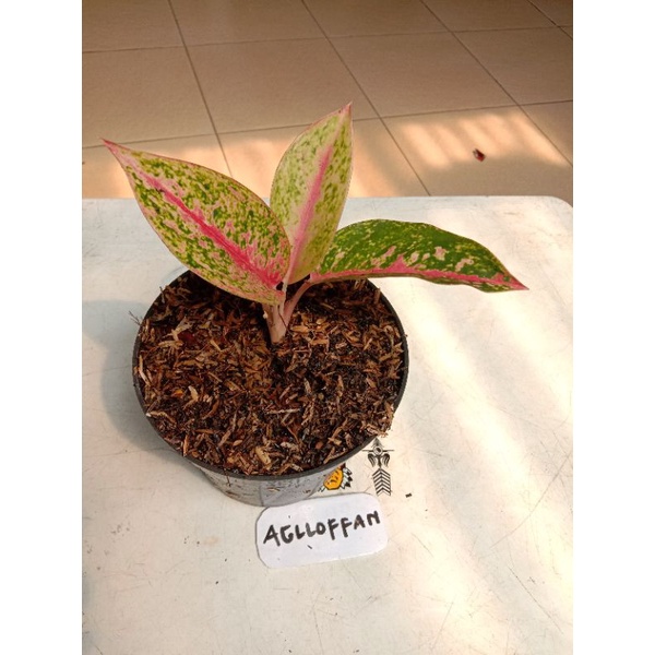 Aglonema srikandi thailand