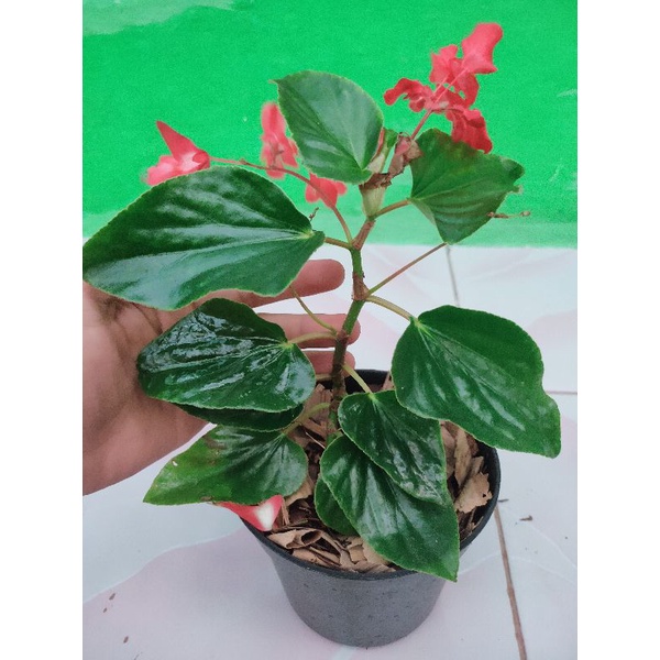 bibit tanaman hias  begonia polkadot enjelowwing green bunga merah/ green enjelowwing