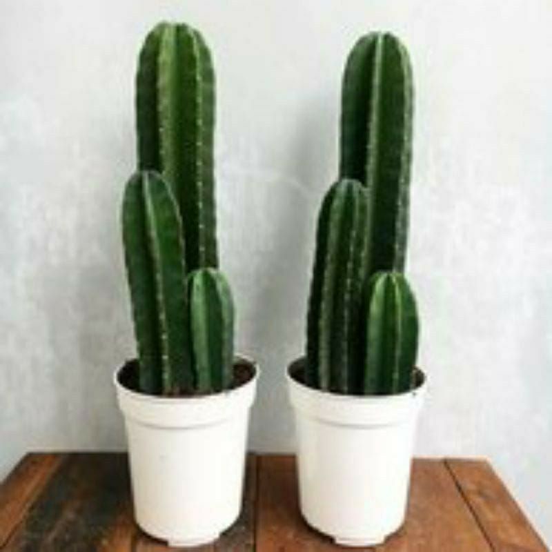 Paket 3 kaktus koboi