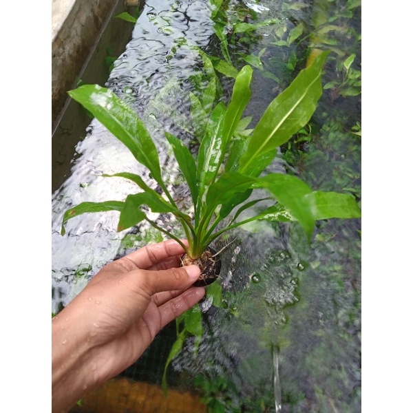wabikusa Amazon sword