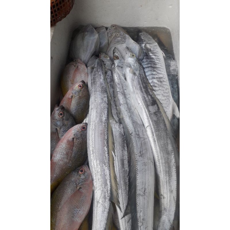 

IKAN LAYUR SEGAR,FRES/500GRM