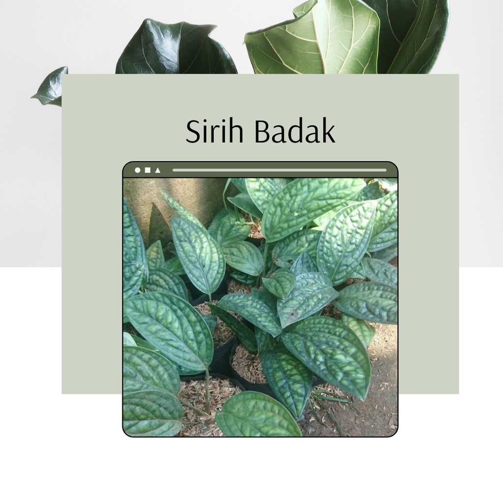 Tanaman Hias Sirih Badak Bunga Sirih Badak Bunga Hias Sirih Badak Sirih Badak
