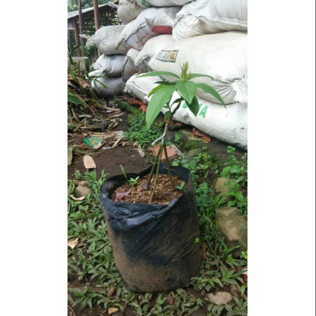 Bibit pohon buah alpukat miki mentega kaki 3 cepat berbuah-alpukat miki mentega kaki tiga