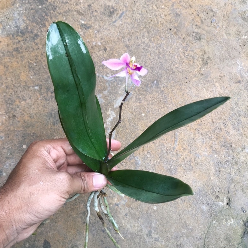 Anggrek bulan doritis pulcherrima mini