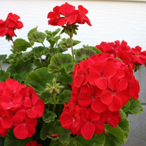 Tanaman Geranium Merah