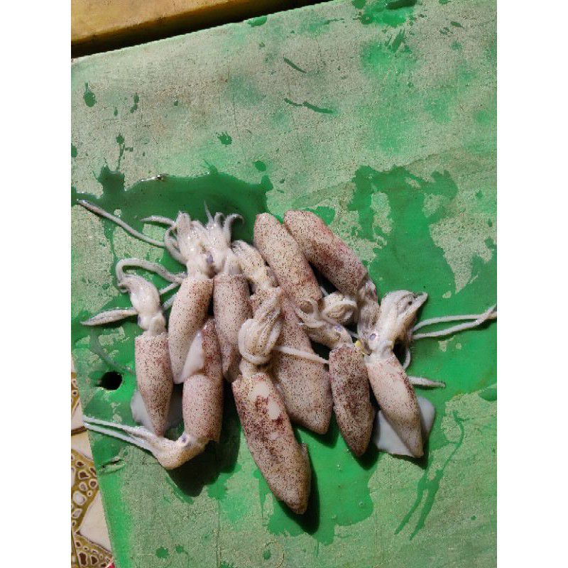 

Cumi Sero Size Kecil Fresh 1kg