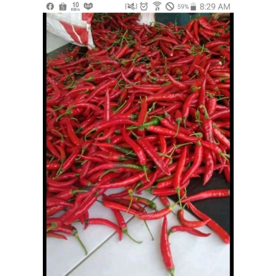 

cabai merah murah