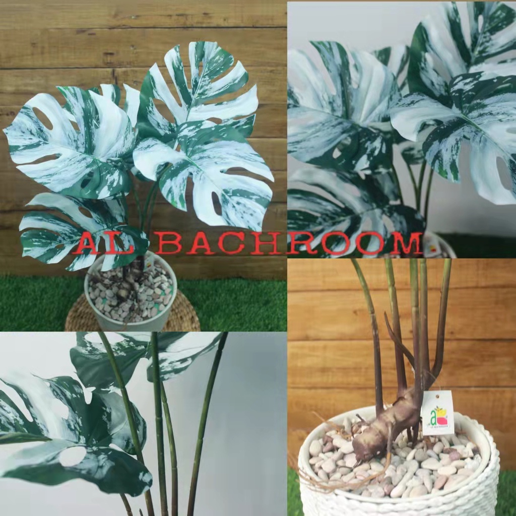 SATU PAKET RANGKAIAN TANAMAN MONSTERA VARIEGATA RB6014 ARTIFICIAL POT PIRUS DEKORASI RUMAH