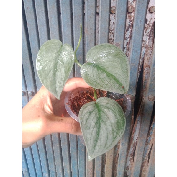 indahnya scindapsus Hero| sp borneo