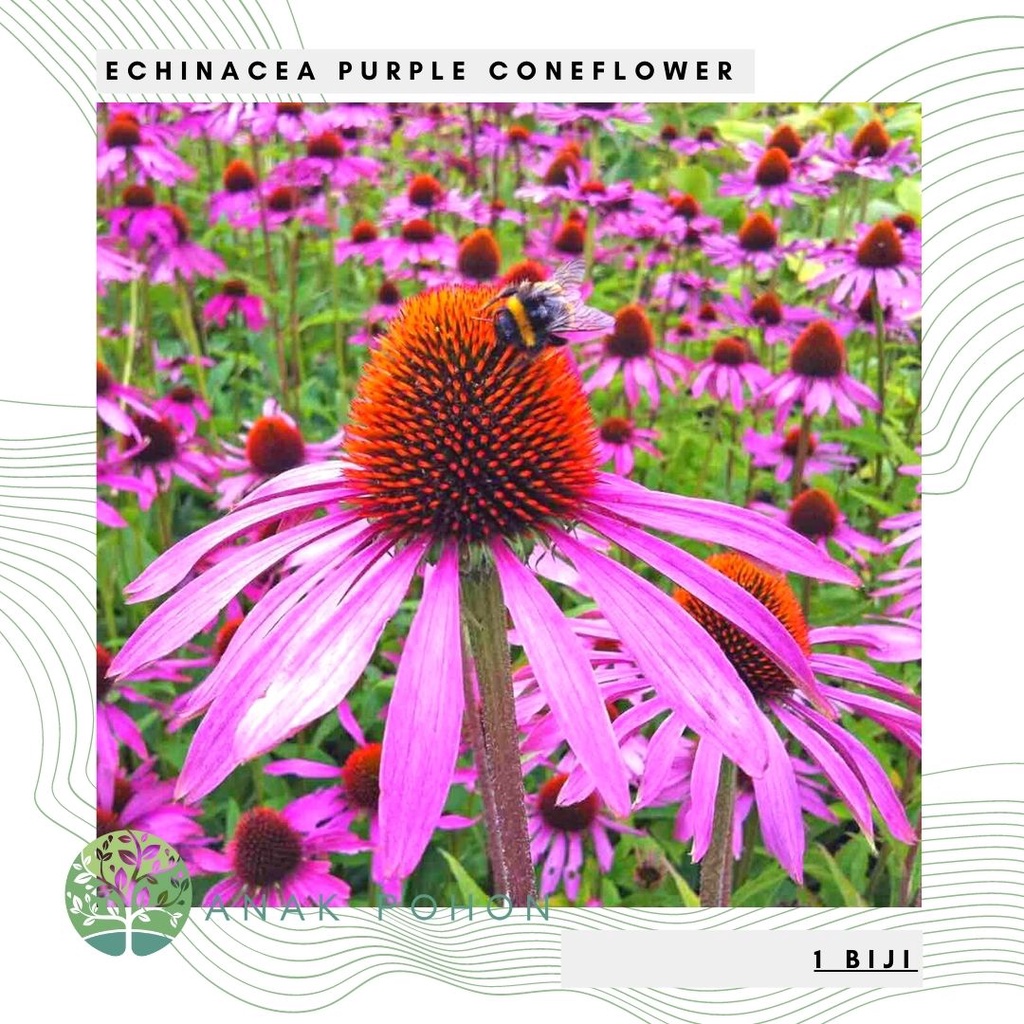 Benih Bibit Biji - Bunga Echinacea Purple Coneflower Herb Flower Seeds (Echinacea purpurea) - IMPORT