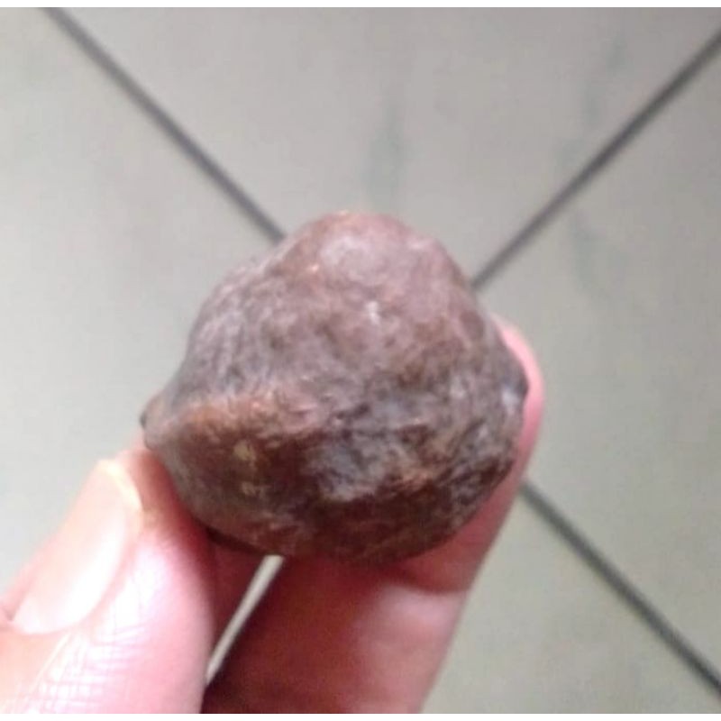 Muncang Adu Mayit Jawa MJ Klaten