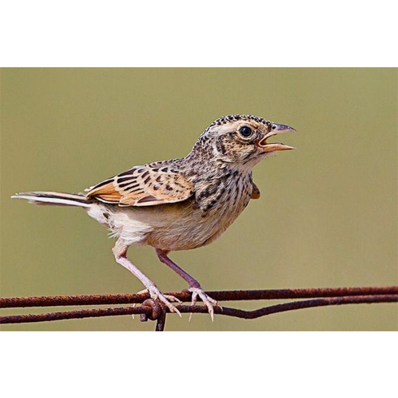Burung branjangan jatim bahan pilihan