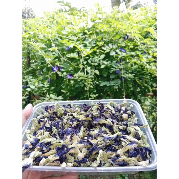 

TehBungaTelang.KembangTelang