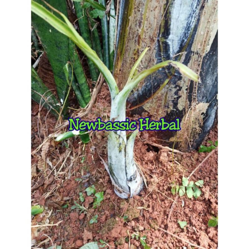 

bibit pisang batu pisang klutuk Hasil Kebun Sendiri
