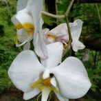ANGGREK BULAN PUTIH / PHALAENOPSIS AMABILIS TERMURAH DEWASA / anggrek bulan dewasa siap berbungga