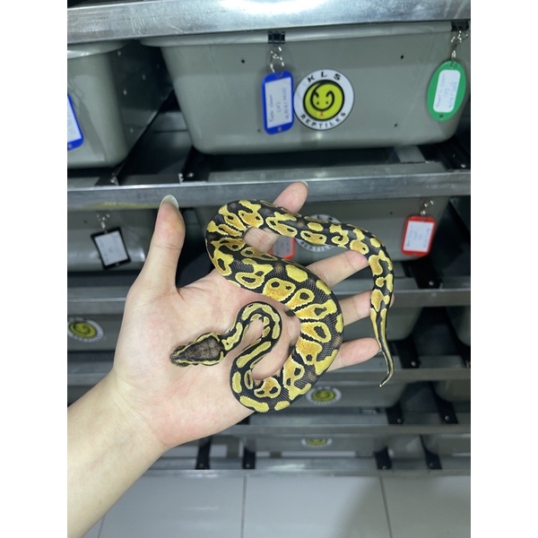 Ball python Pastel 100% het Ghost