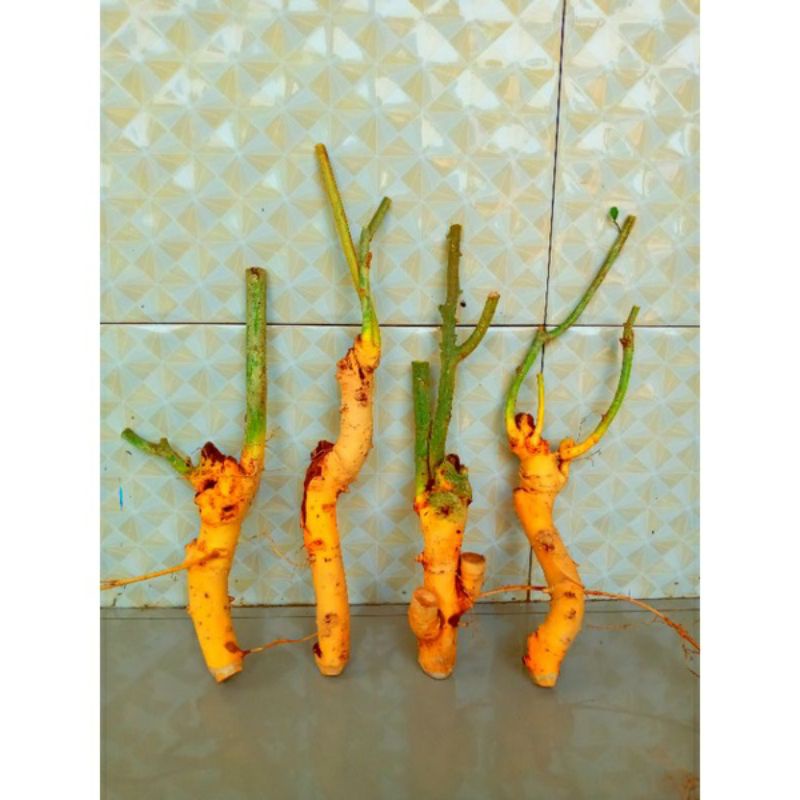 dongkelan bonsai serut/prospek/fress/mame 1biji