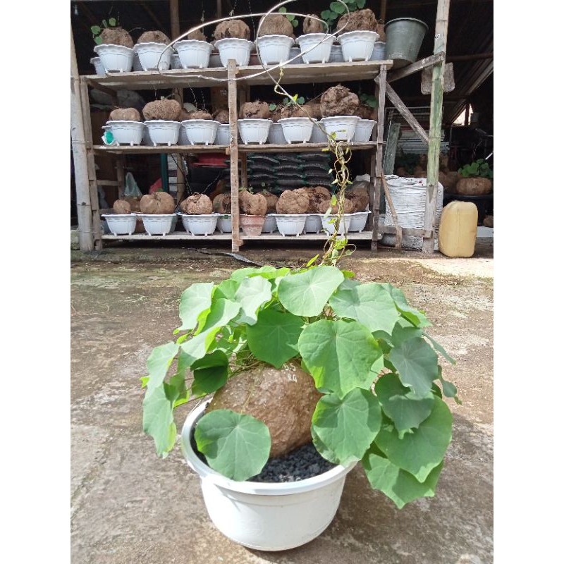 Tanaman Caudex Stephania Venosa berat kurang lebih 1kg (dikirim tanpa media tanam dan pot)