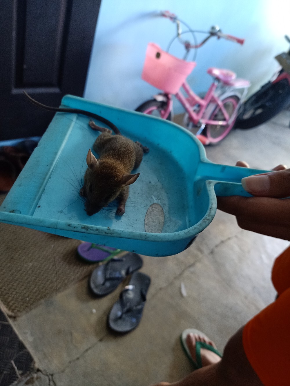 Maowang Orange Hologram Pembasmi Tikus