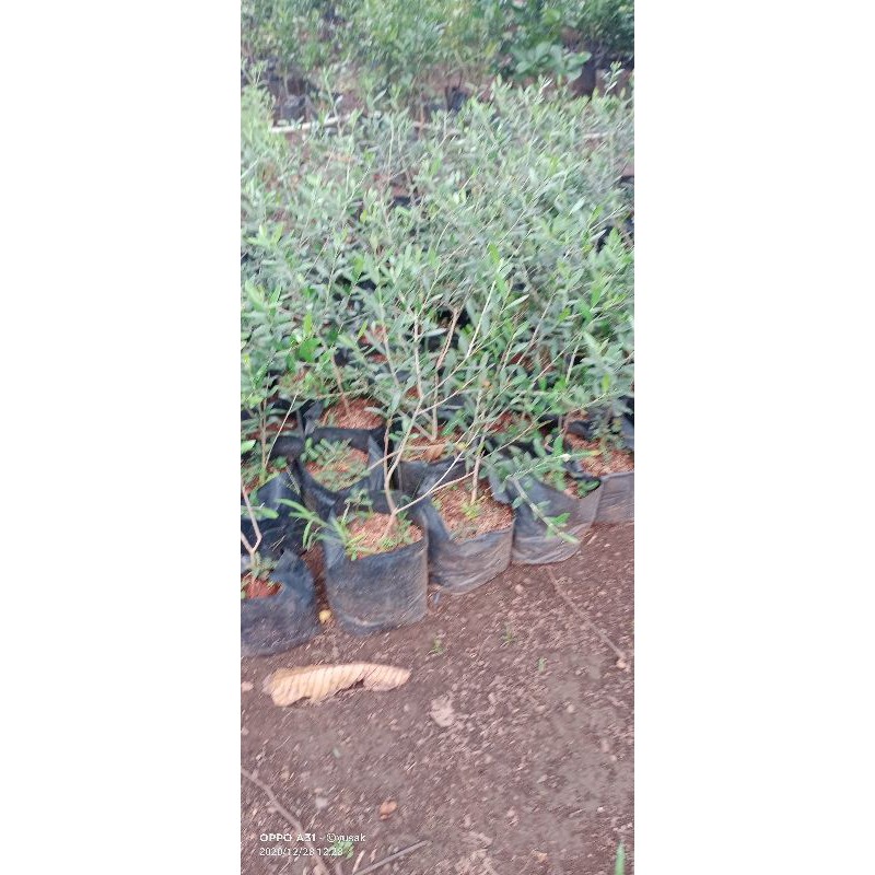 

Bibit Zaitun jenis black mission