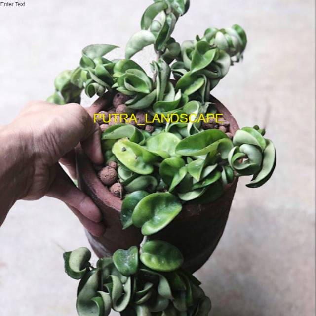 Tanaman hias gantung hoya compacta-hoya compacta-tanaman gantung hoya