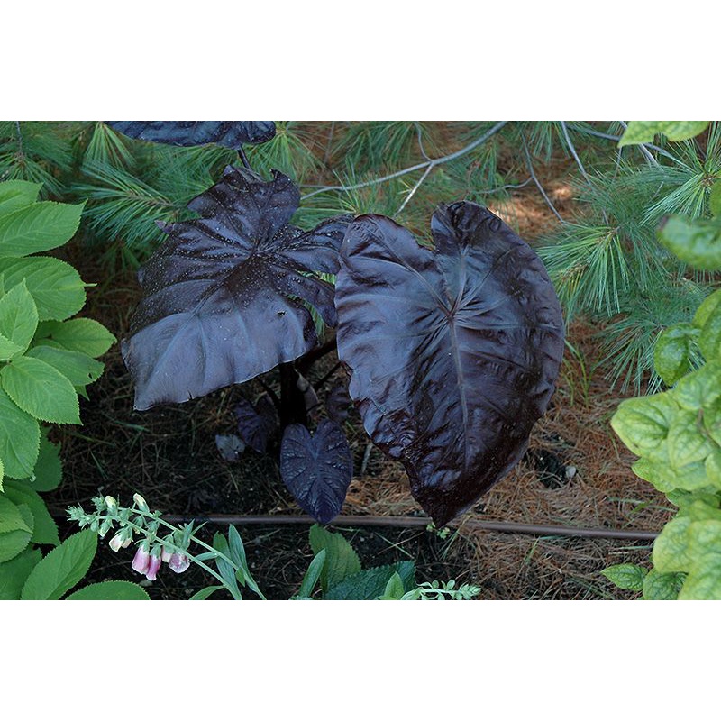 Tanaman Colocasia black coral
