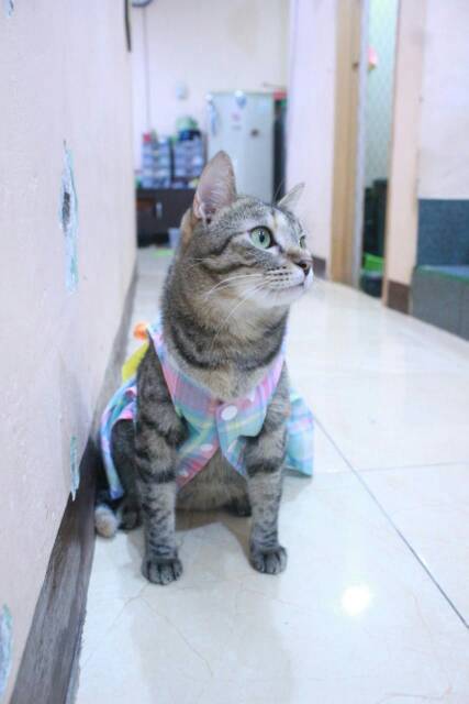 Dress kotak-kotak pelangi lucu untuk kucing dan anjing size S M L XL