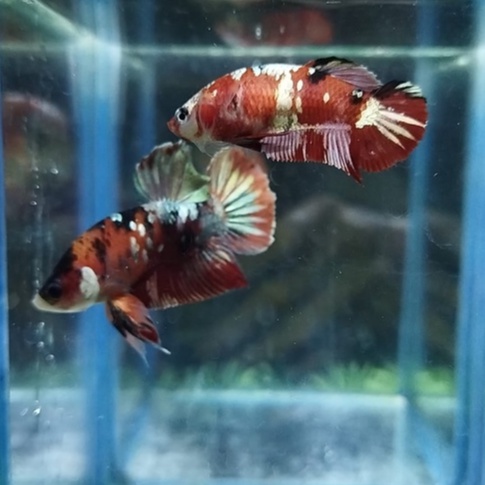 SEPASANG IKAN CUPANG KOI BASE COPPER/ NEMO COPPER X KOI COPPER 100% REALPICT (KODE AH7)