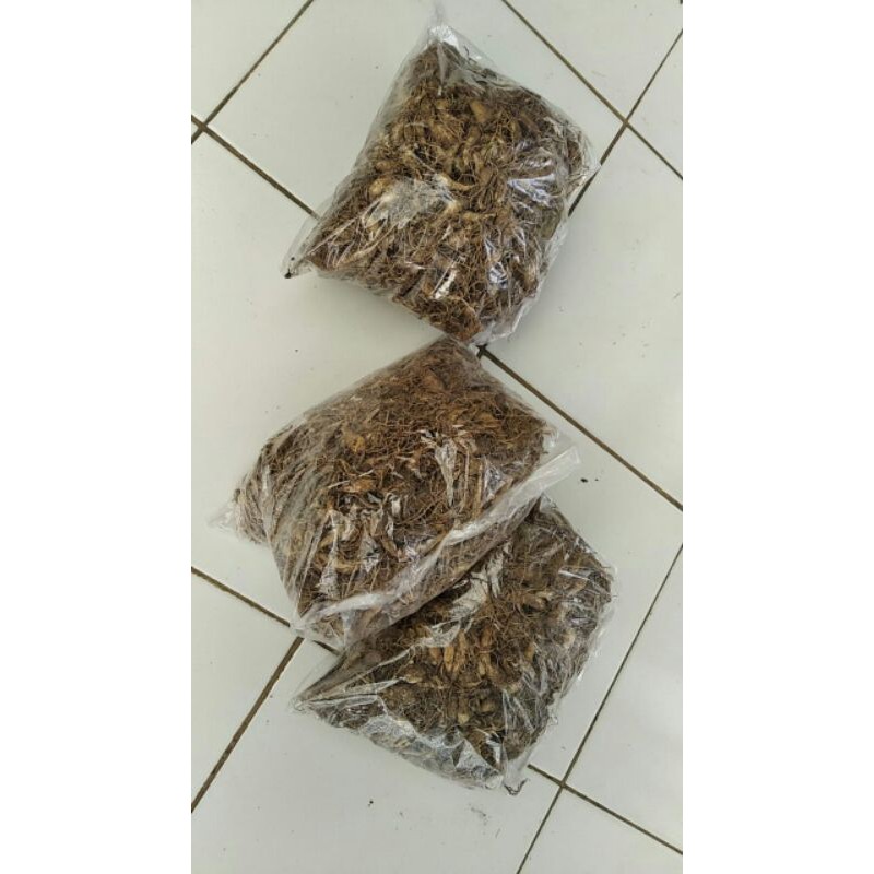 umbi sedap malam kiloan