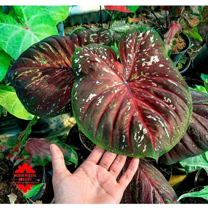 Umbi Caladium Doreng - keladi hias hybrid import
