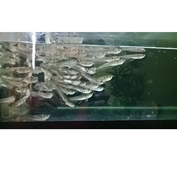 Barang Pilihan.. Arwana silver 7-8cm silver arowana arwana silver red serat merah terlaris termurah