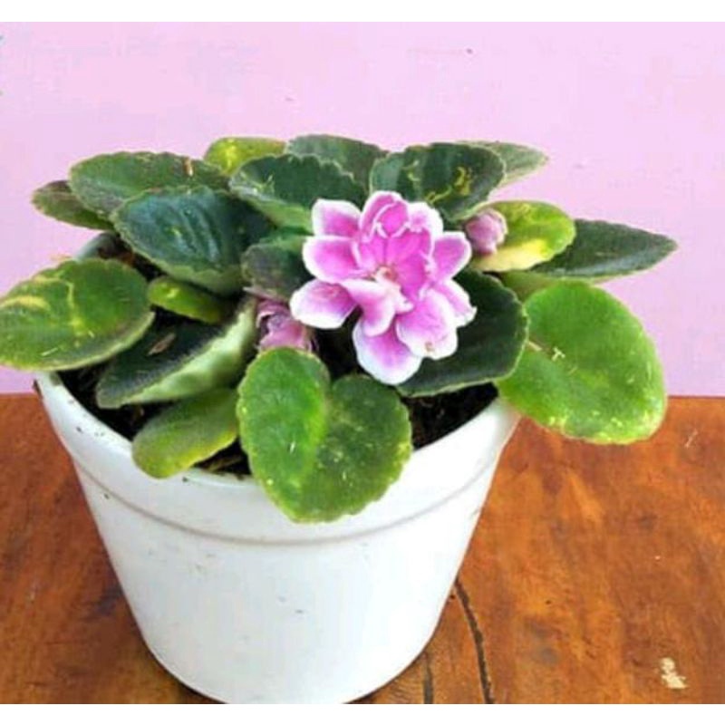 tanaman violces bunga pink tumpuk