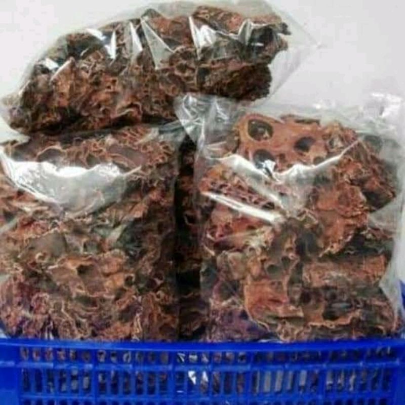 SARANG SEMUT ASLI PAPUA