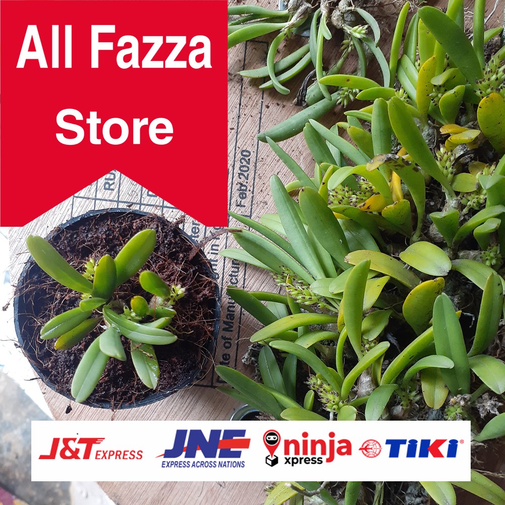 Tanaman hias anggrek mini eria terbaik al fazza store Tanaman hias anggrek mini eria terbaik al fazza store