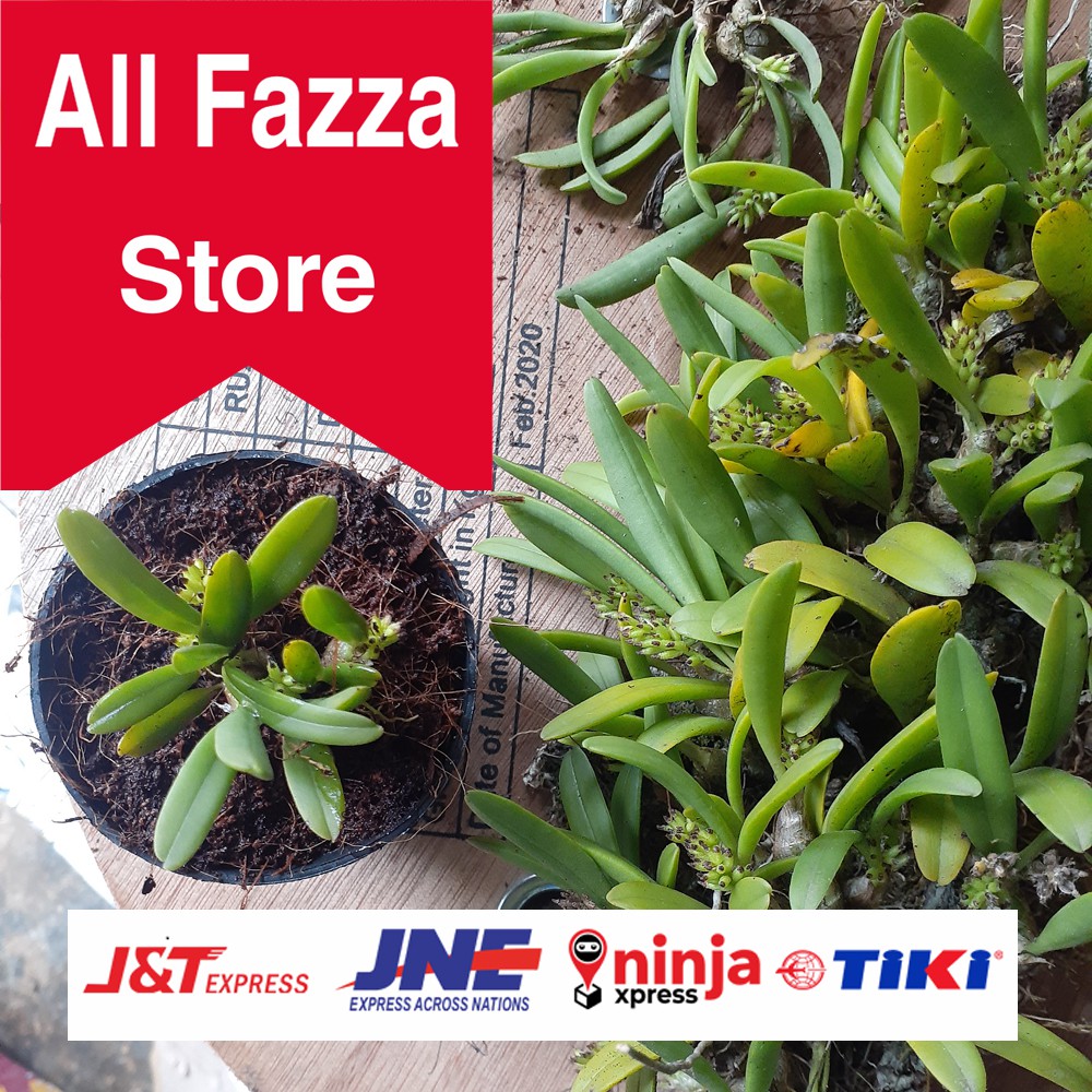 Tanaman hias anggrek mini  eria terbaik al fazza store 