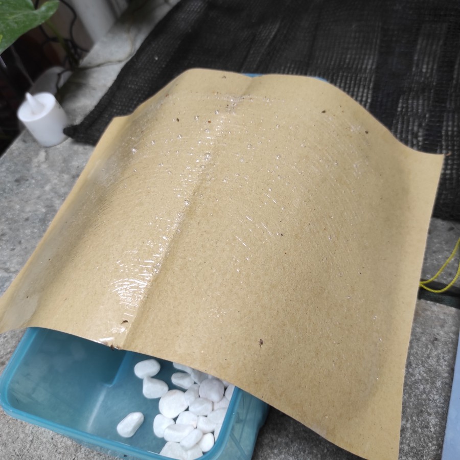 Kertas lem Jebakan Perangkap lalat laron kutubusuk cicak serangga 10pcs