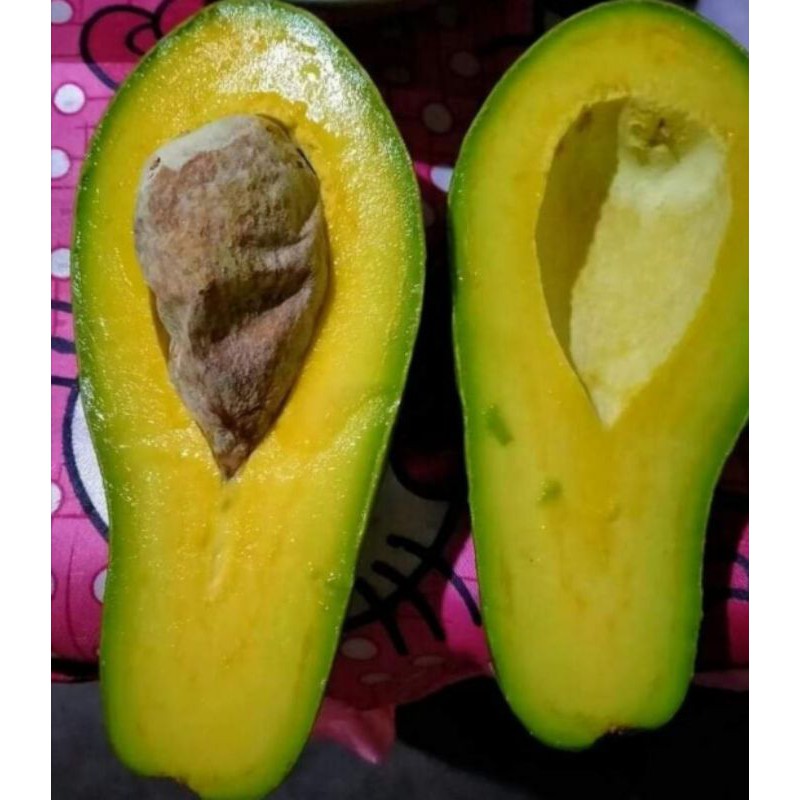 

alpukat Lampung kwalitas super