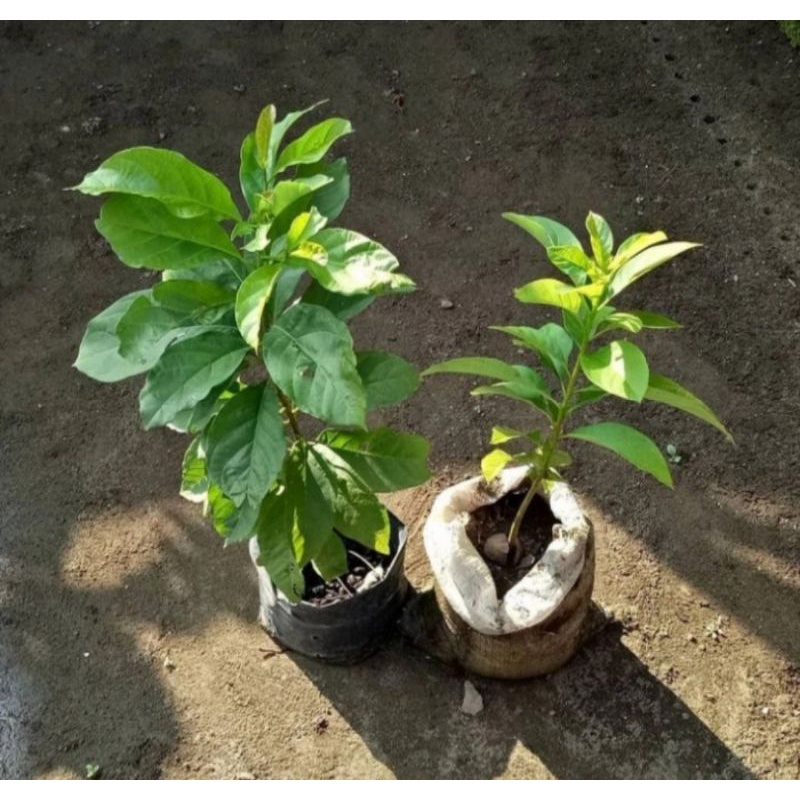 Bibit pohon alpukat mentega/Tanaman buah alpukat mentega